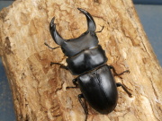 オオクワガタ（阿古谷）68ミリ♂♀ペア　No.1376