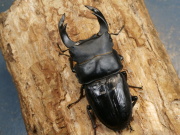 オオクワガタ（川西産）78ミリ♂♀ペア No.1377