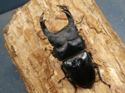 オオクワガタ（川西産）77ミリ♂♀ペア No.1378