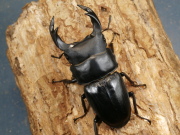 オオクワガタ（川西産）75ミリ♂♀ペア No.1379