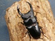 オオクワガタ（長野）75ミリ♂♀ペア No.1383