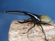 ヘラクレスオオカブト（ヘラヘラ）3令幼虫♂♀ペア　No.21401