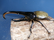 ヘラクレス（ヘラヘラ）140ミリ♂♀ペア　No.1430