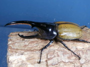 ヘラクレス・パスコアリ初2令幼虫3頭　No.1499