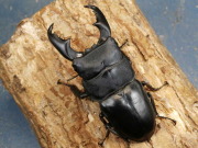 マリンドッケオオヒラタ初2令幼虫3頭　No.1532