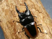 ハスタートノコギリ68ミリ♂♀ペア No.1590