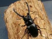 ギラファノコギリ77ミリ♂♀ペア No.1601