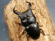 ダイオウヒラタ80～81ミリ♂単品 No.1613