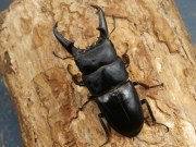 本土ヒラタ63ミリ♂♀ペア No.1614