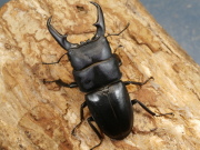 本土ヒラタ61ミリ♂♀ペア No.1615