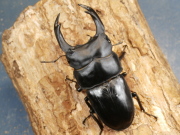 オオクワガタ（能勢）84ミリ♂♀ペア No.1618