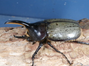 ヘラクレス（ヘラヘラ）82ミリ♂♀ペア　No.1621