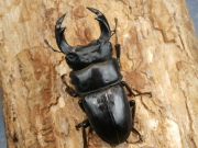 オオクワガタ（阿古谷）60ミリ♂♀ペア　No.1624