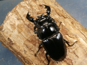 タランドゥス88ミリ♂単品　No.1626