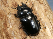 タランドゥス50ミリ♀単品　No.1627