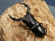 アマミノコギリ69ミリ♂♀ペア　 No.1630