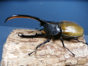 ヘラクレス・オキシデンタリス138ミリ♂単品　No.1631