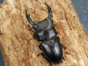 ホペイ（安徽省）初2令幼虫3頭 No.1667