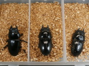 クワガタ産卵済み♀3頭　 No.1894