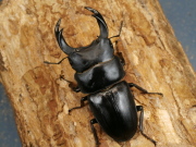 オオクワガタ（岡山）70ミリ♂♀ペア No.2456