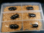 オオクワガタ産卵済み♀6頭　No.2488