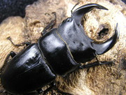 ホペイオオクワガタ(海南島)幼虫　No.4097