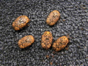 希少アカマダラハナムグリ幼虫　　No.3050