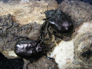 オオチャイロハナムグリ　(愛媛)　3令幼虫♂♀ペア　　No.4068