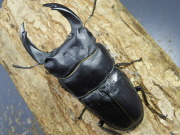 【限定】オオクワガタ（川西）幼虫3頭　 No.782