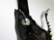 【限定】　白という名の、美しさ。　WhiteGrace　No.4069