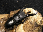 ホワイトアイ　ツシマヒラタ（WW）初2令幼虫3頭 　No.5022