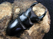 レッドアイ（岡山）ＲＲ.ＲB 幼虫　　No.4076