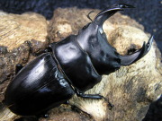 オオクワガタ(山梨) 初2令幼虫3頭　No.5018