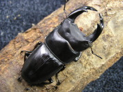 レッドアイ（阿古谷）ＲＲ.ＲB 幼虫　　No.4070