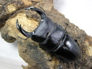 国産オオクワガタ幼虫3頭セット No.517