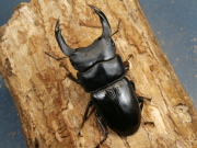 オオクワガタ（久留米産）初2令幼虫3頭　No.860