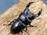 【限定】　オオクワガタ（極太肝川）幼虫3頭　　 No.787