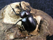 パチェコヒメゾウカブト　初2令幼虫3頭　 No.2060