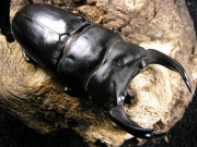 オオクワガタ(山梨) 初2令幼虫3頭　No.4067