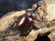 国産カブトムシ（ブリード品）♂♀ペア　No.5030