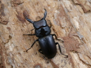 ヤクシマスジ♂単品