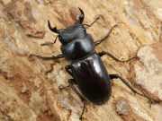 リュウキュウコクワ♂単品