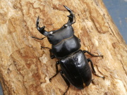 タイワンオオクワ♂単品　No.2