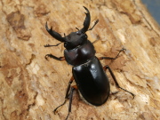 ディディエールシカ40ミリ♂単品