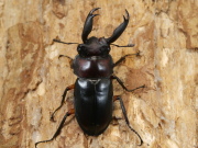 ディディエールシカ42ミリ♂単品