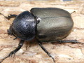 コーカサスオオカブト（スマトラ）♀単品　No.9175