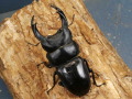 オオクワガタ（久留米産）75～77ミリ♂♀ペア No.9181