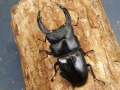 オオクワガタ（久留米産）78～79ミリ♂♀ペア No.9182