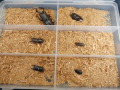 クワガタ採集品（ノコ、スジ、ネブト）3ペア No.9189
