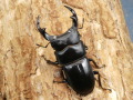 オオクワガタ（能勢産）58～60ミリ♂♀ペア No.9225